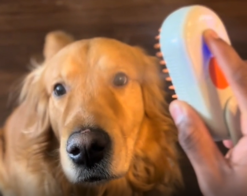 The Warm-Steam Brush That Calms Anxious Pets - While You Groom